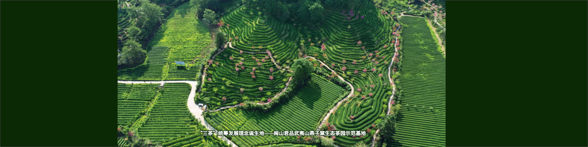 &ldquo;三茶&rdquo;统筹发展理念诞生地&mdash;&mdash;闽山君品武夷山燕子窠生态茶园示范基地
